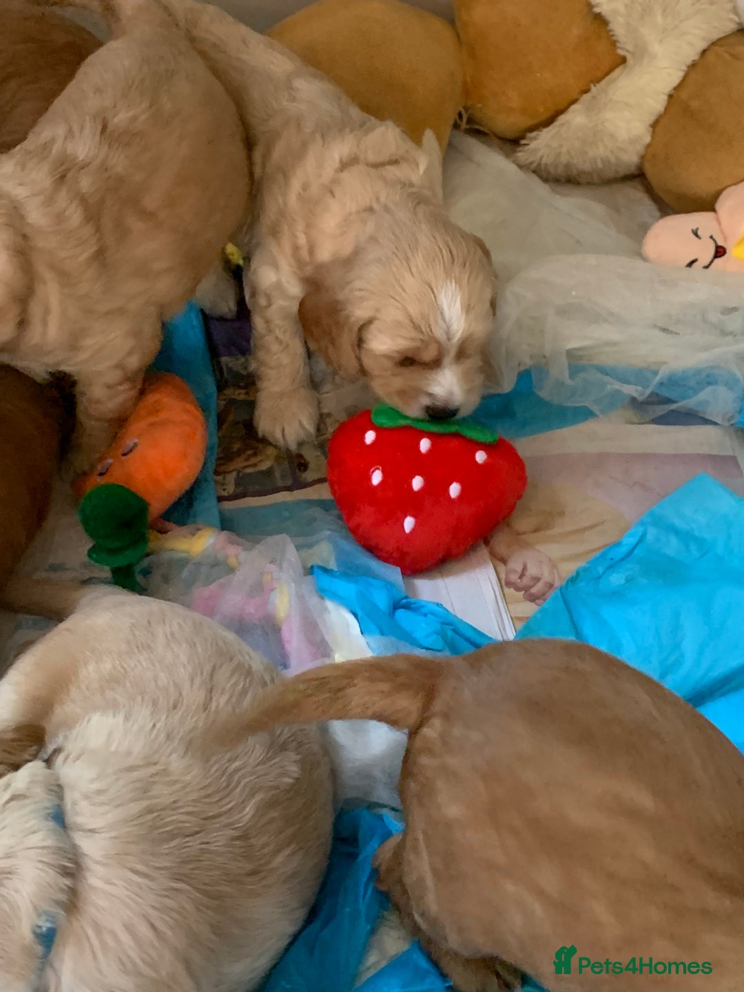 Cockapoo dogs for sale: Cockapoo puppies - Image 23