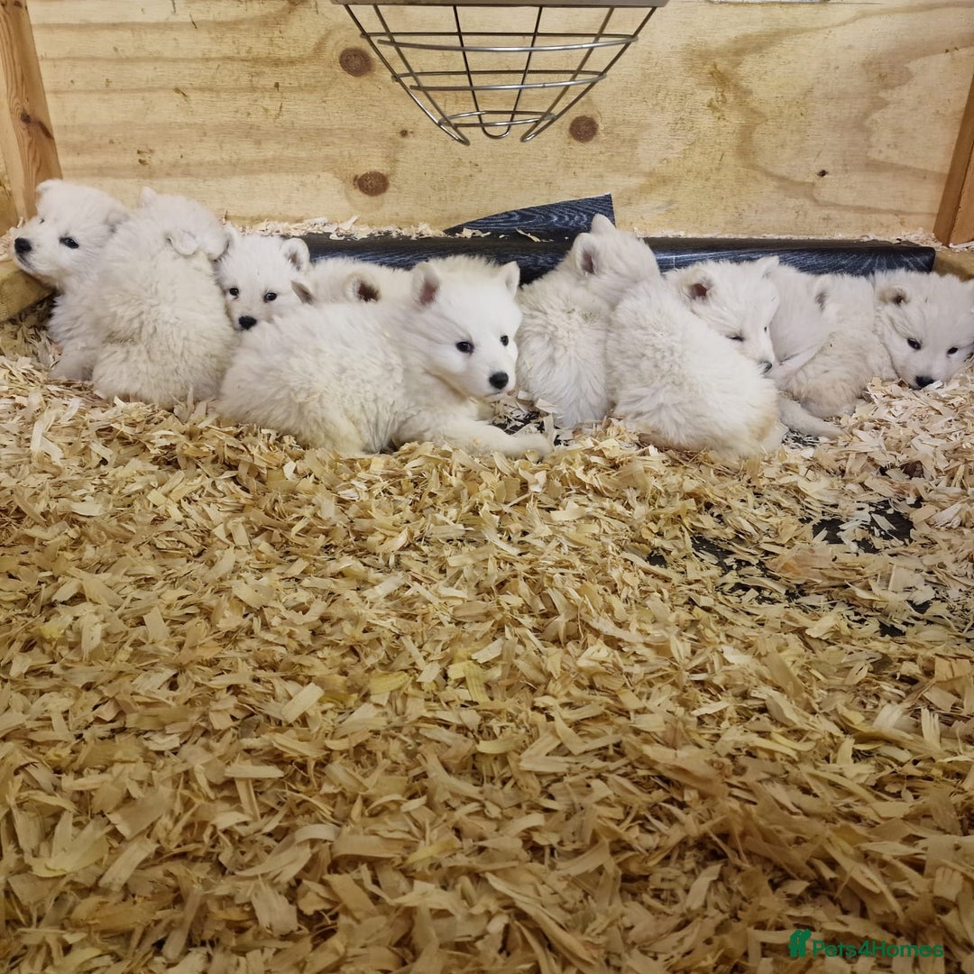 White Swiss Shepherd dogs for sale: ✨KC Reg Long Coat Swiss Shepherds– Champion Lines✨ - Advert 4