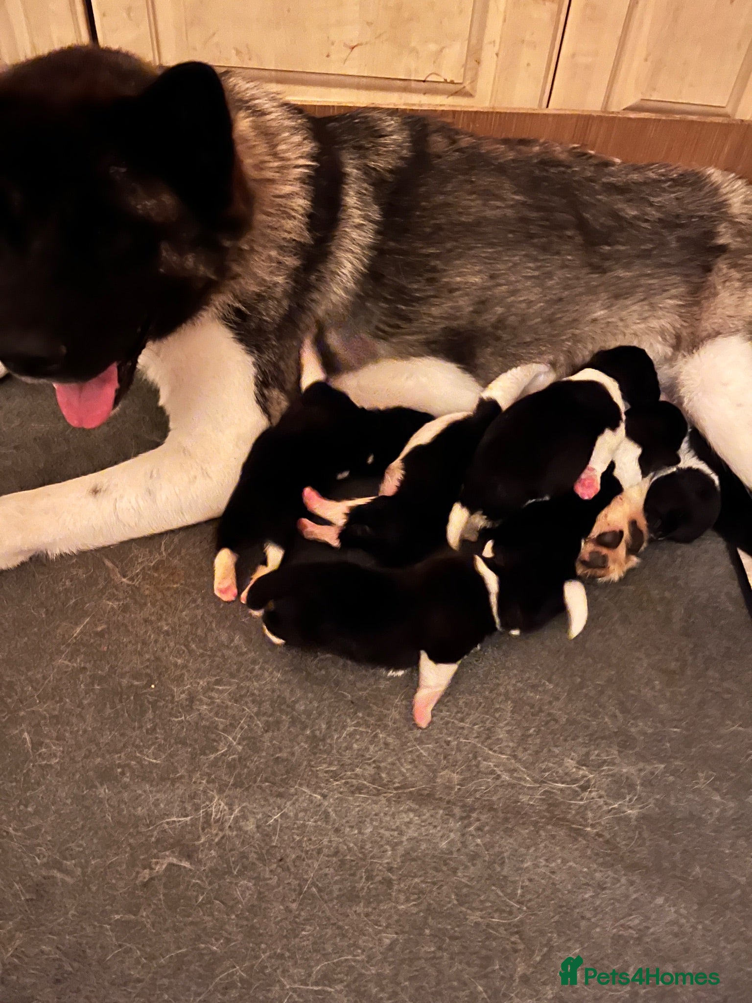 Akita dogs AKITA PUPS! PARENTS KC REGISTERED  - Advert 3