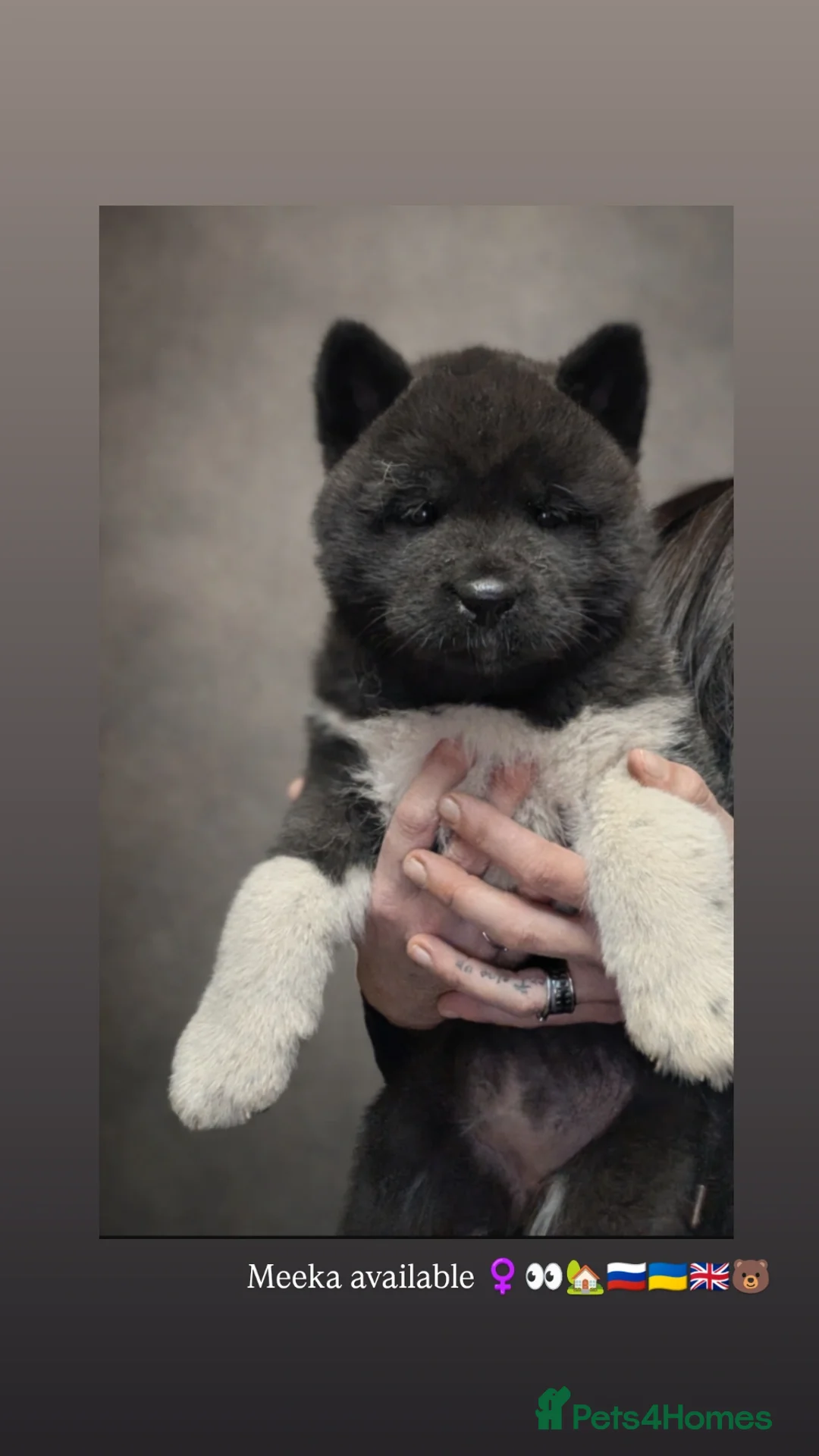 Akita dogs for sale: European Champions Bloodline American Akita's  - Advert 26