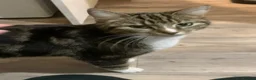 Mixed Breed cats for sale: Kittens - Advert 1