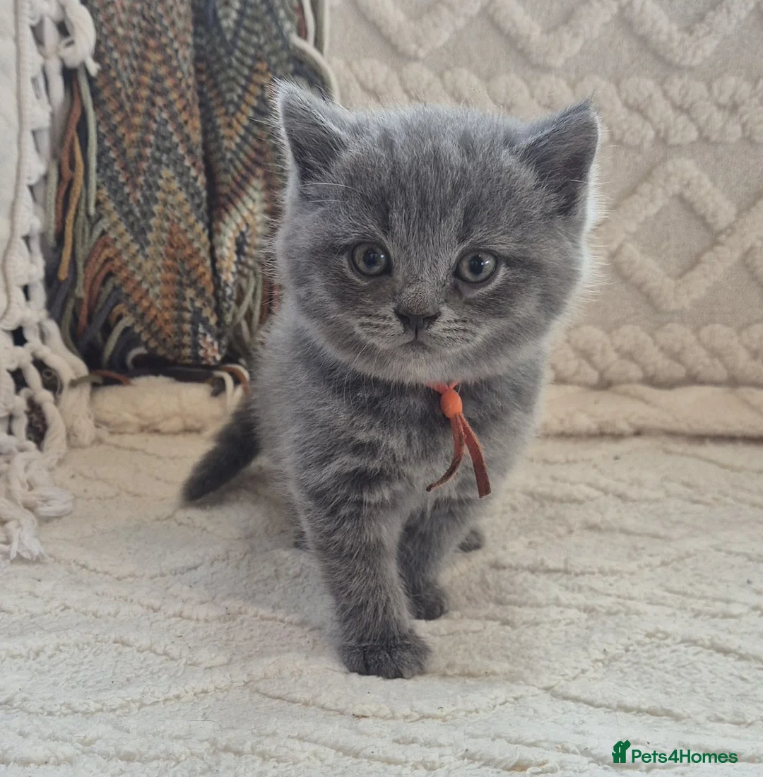 British Shorthair cats for sale: Purebred british shorthair kittens in Wigton - Advert 2