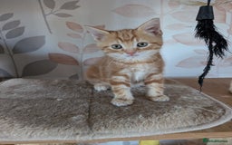 Mixed Breed cats for sale: Gorgeous kittens available soon - Image 7