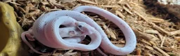 Corn Snake reptiles for sale: 4 x Snakes & Full Setups  - Advert 10