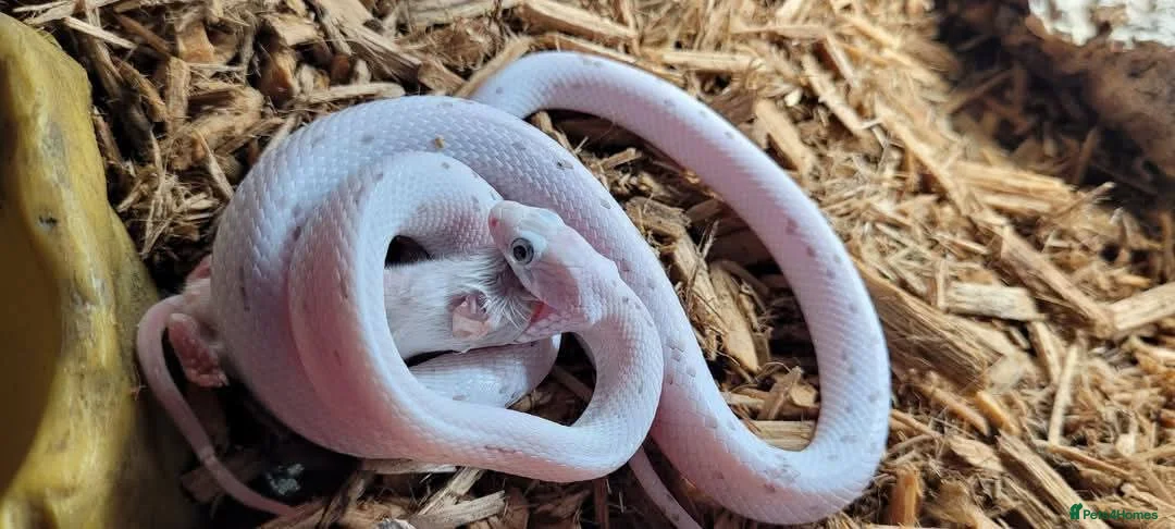 Corn Snake reptiles for sale: 4 x Snakes & Full Setups  - Advert 10