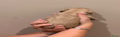 Remi cream girl 