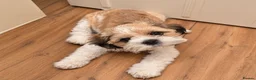 Shih Tzu dogs for sale: 17 week old shih tzu  - Advert 3