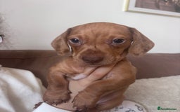 Miniature Dachshund dogs for sale: Kc reg miniature dachshund  - Image 2