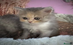 Persian cats for sale: Doll faces Persian ❌  - Image 1