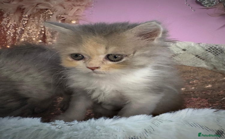Persian cats - Advert 1