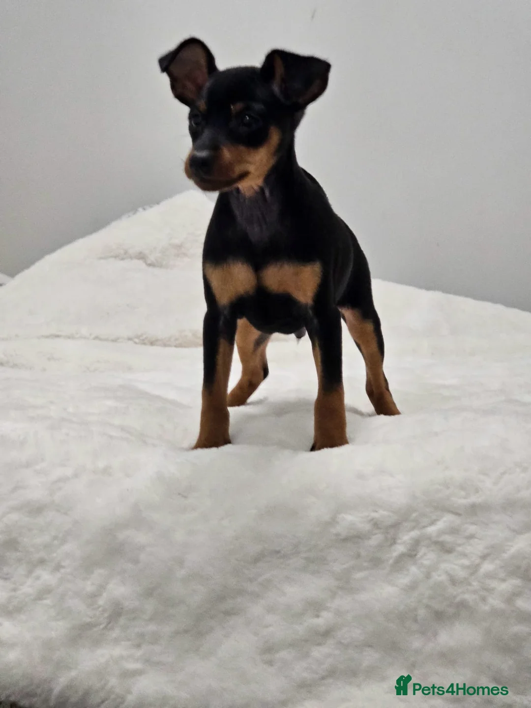 Miniature Pinscher dogs for sale: Miniature pinscher pups - Advert 6