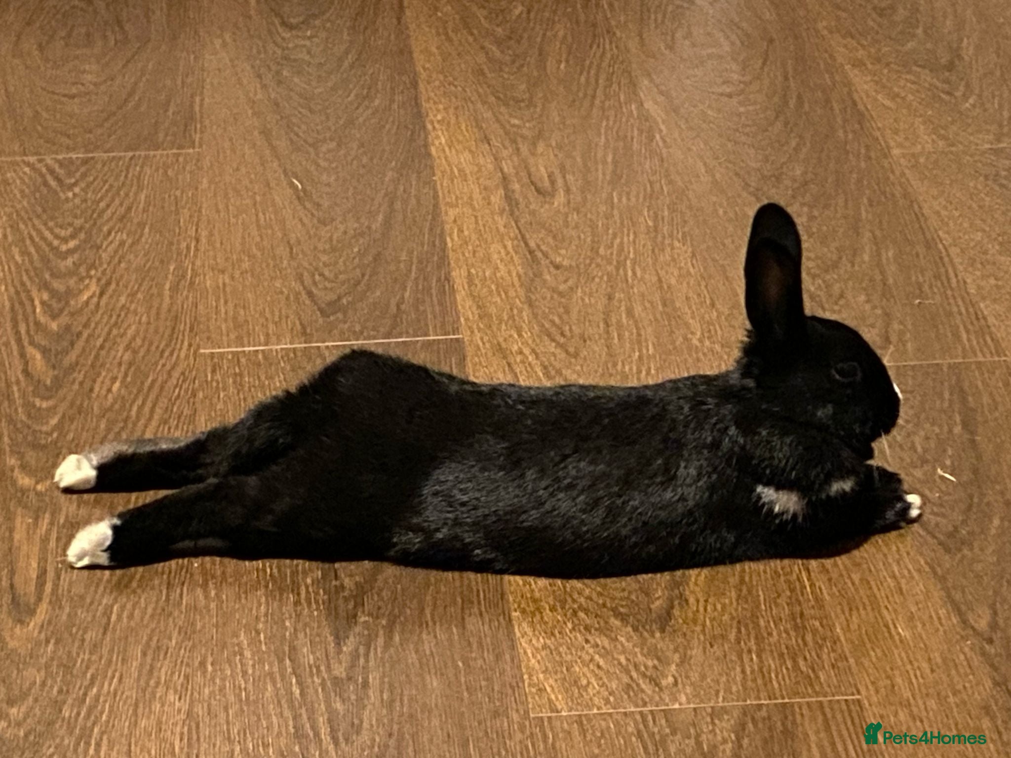 Mixed Breed rabbits Her names Lilly  - Advert 1