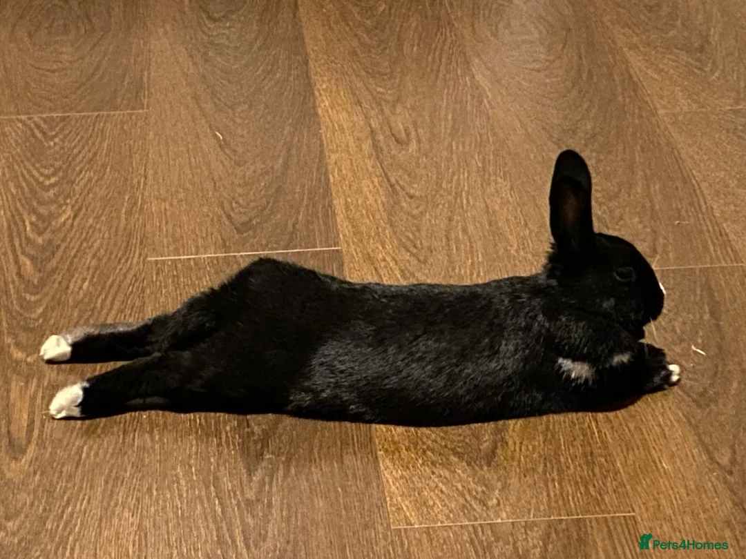 Mixed Breed rabbits for sale: Her names Lilly  in Wembley - Advert 1