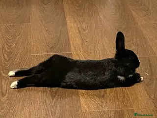 Mixed Breed rabbits Her names Lilly - Advert 1