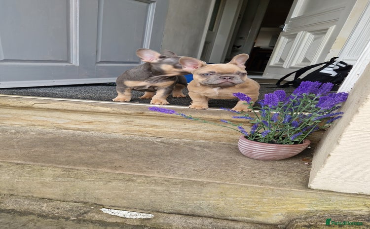 French Bulldog dogs - Advert 4