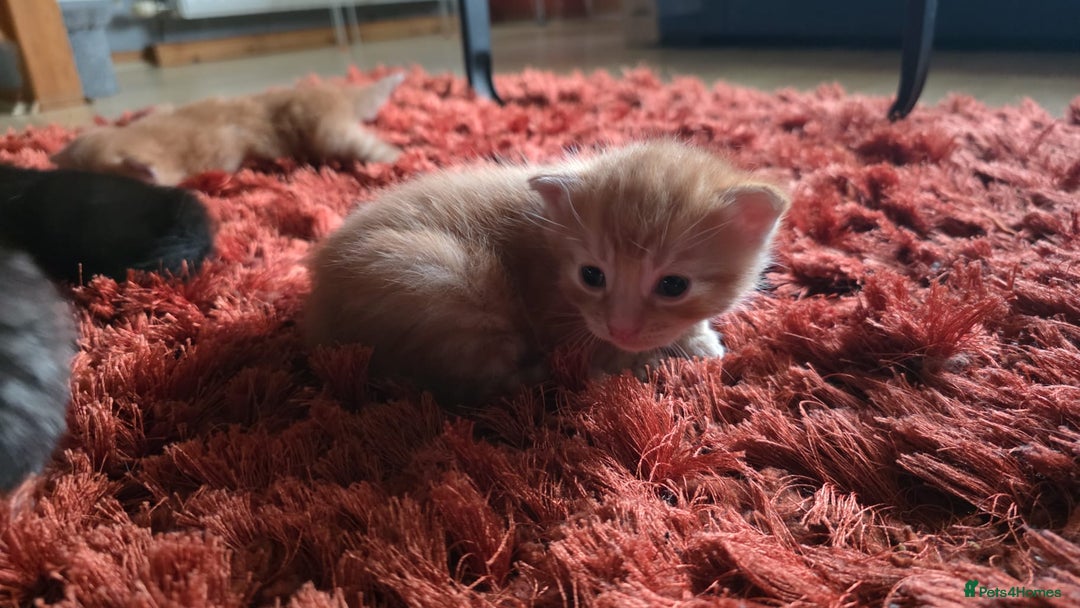 British Longhair cats for sale: 4 Adorable kittens for sale  - Advert 19