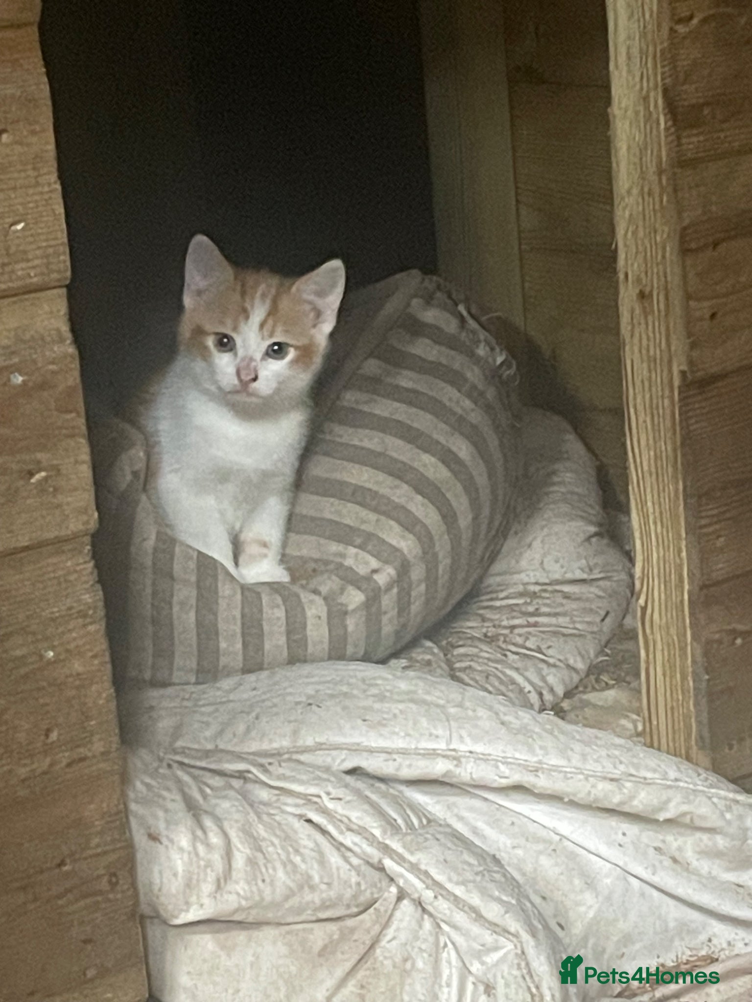 British Shorthair cats for sale: Gorgeous boys and girl kittens  - Advert 4