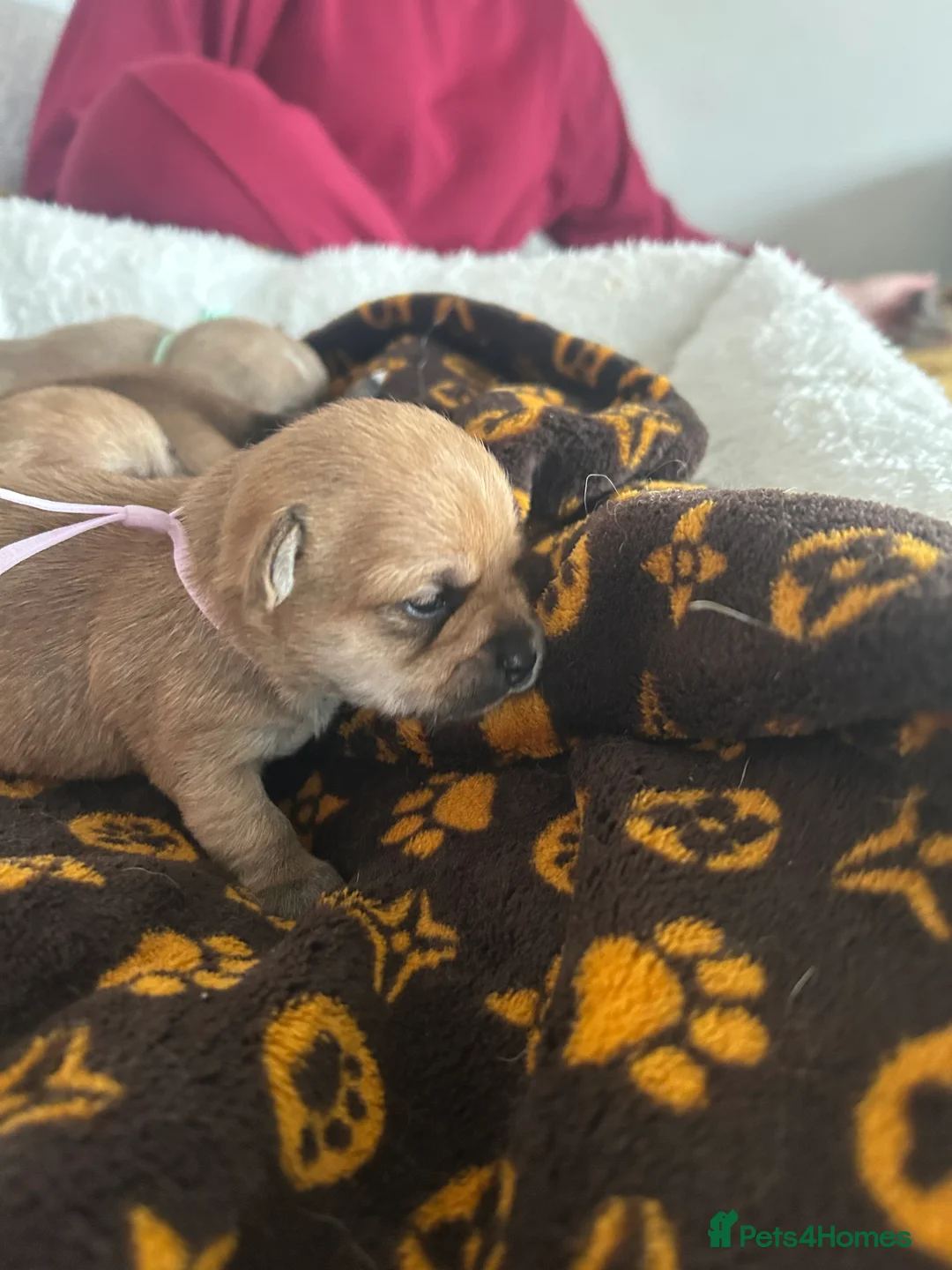 Pomchi dogs for sale: Beautiful Pomchi girls - Advert 6