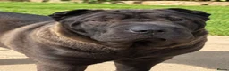 Shar Pei dogs for sale: KC Shar Pei - Advert 3