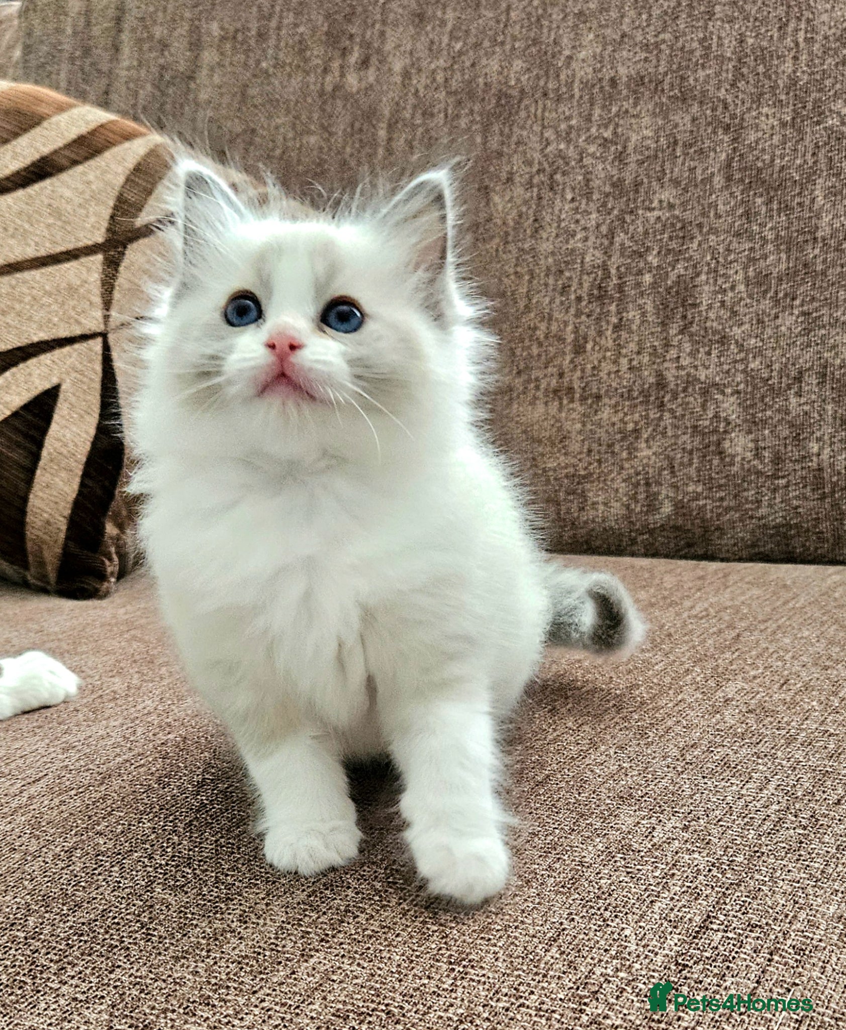 Ragdoll cats for sale: Stunning Ragdoll kittens.  - Advert 1