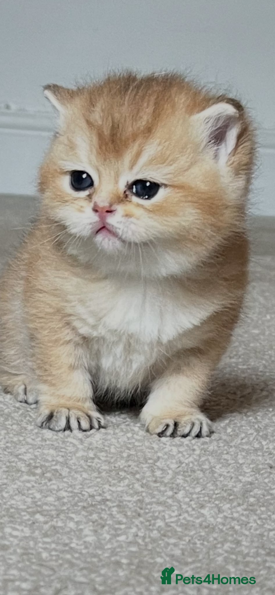 British Shorthair cats Gorgeous NY12 and NS25 GRAND CHAMPION bloodline  - Advert 1