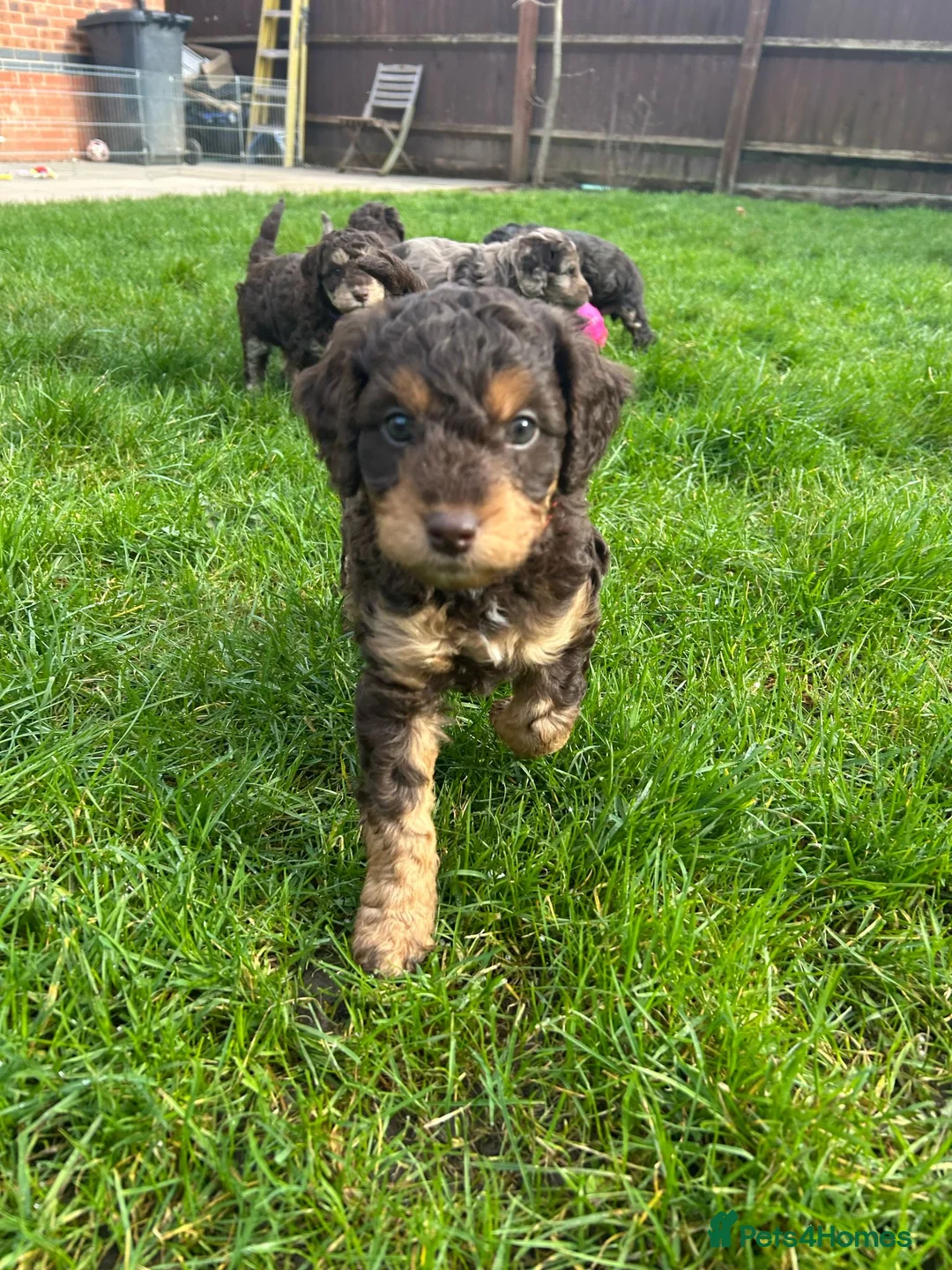 Cockapoo dogs for stud: F1 Red Cockapoo PROVEN Stud-Extensively DNA Tested in Stafford - Advert 27