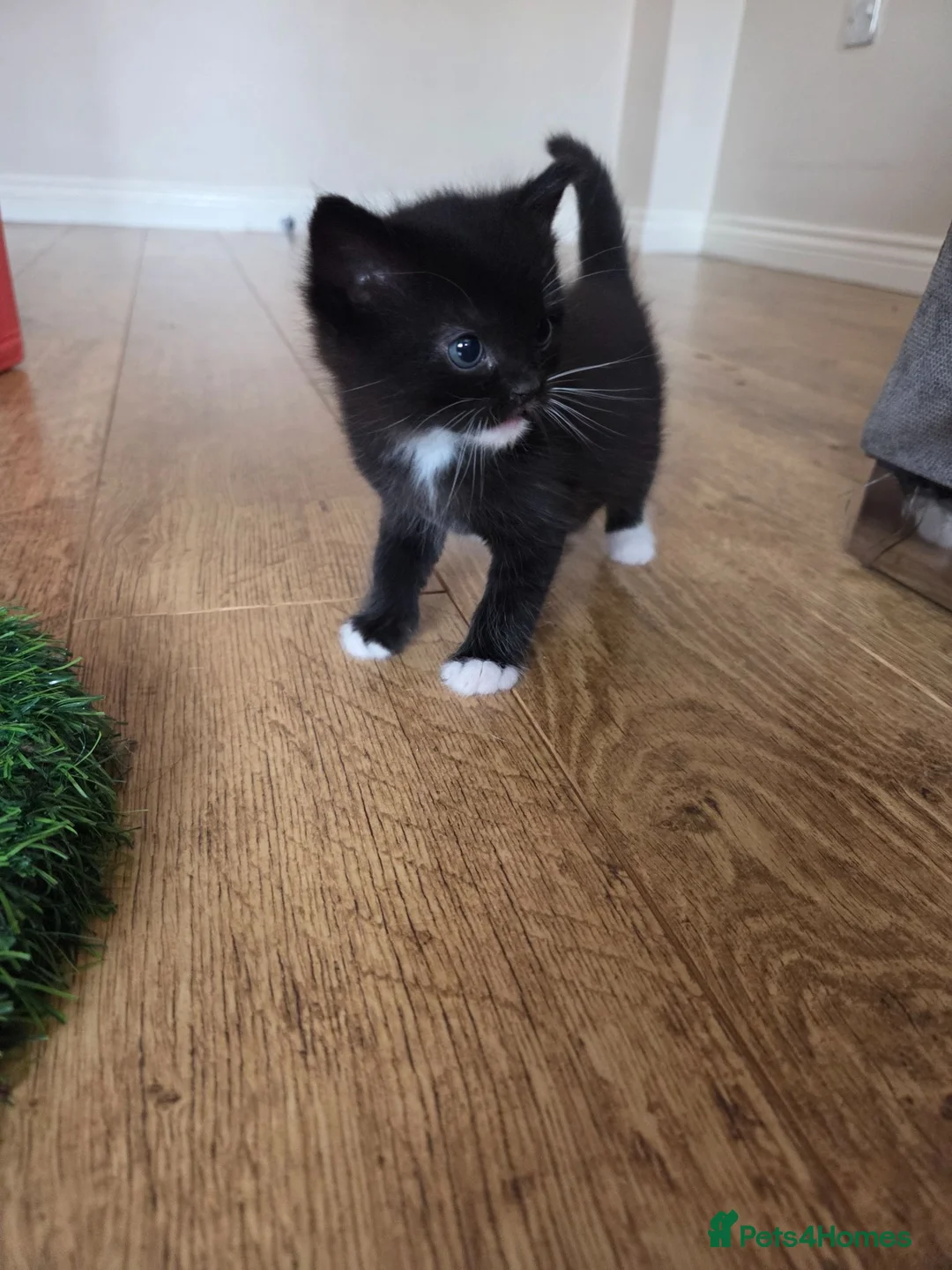 Ragdoll cats for sale: Loving kittens - Advert 1