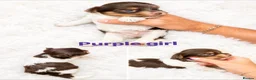 Yorkshire Terrier dogs for sale: Yorkshire terrier Merle  - Advert 15