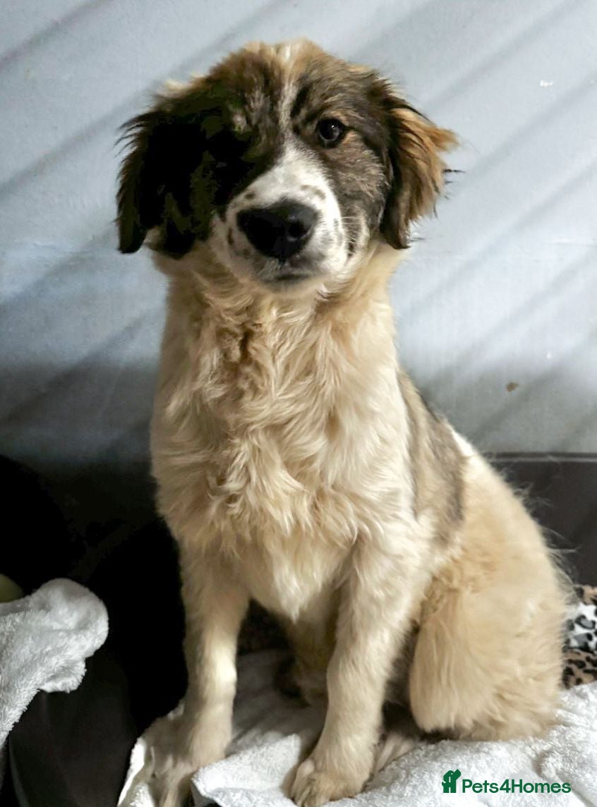 Mixed Breed dogs Meet Hannah and Honey !!!  - Advert 6