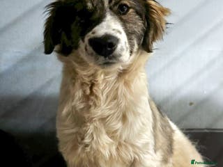 Mixed Breed dogs Meet Hannah and Honey !!! - Advert 3