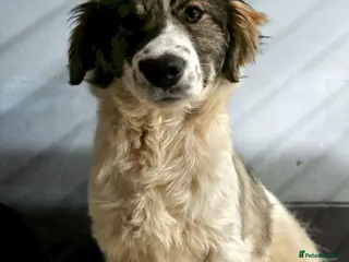 Mixed Breed dogs Meet Hannah and Honey !!! - Advert 2