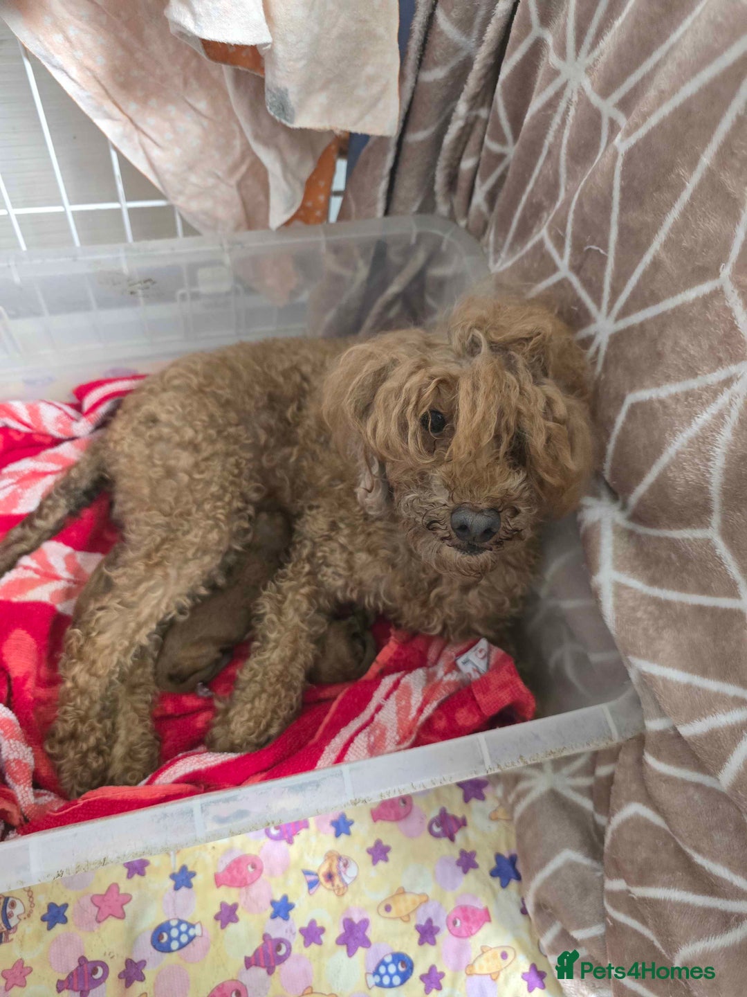 Toy Poodle dogs for sale: 3 Stuninngly cute red toy poodle puppies - Advert 32