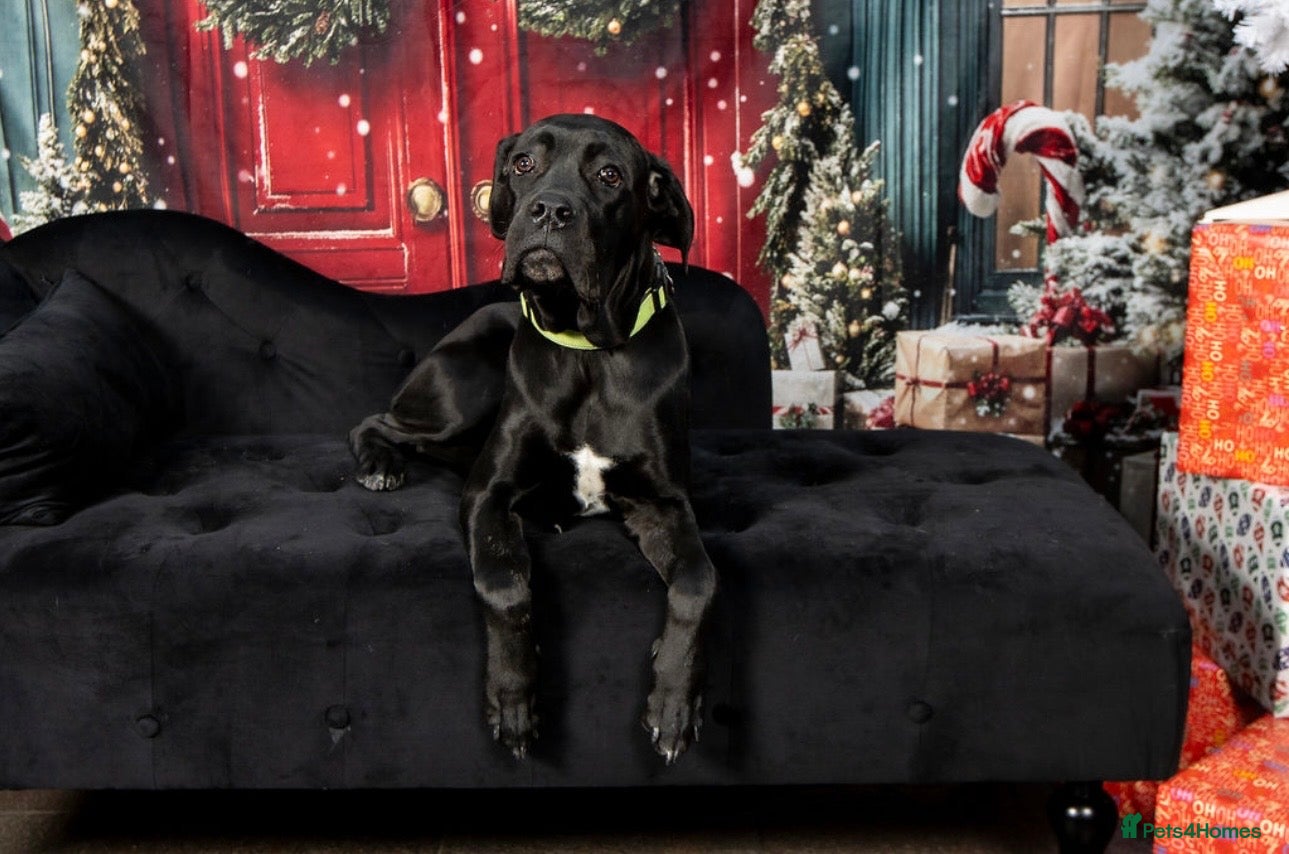 Cane Corso dogs 8 month old female cane corso - Advert 1