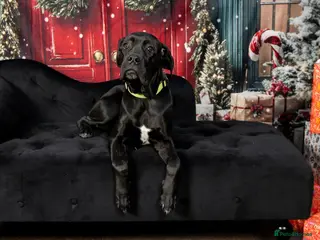 Cane Corso dogs 8 month old female cane corso - Advert 1