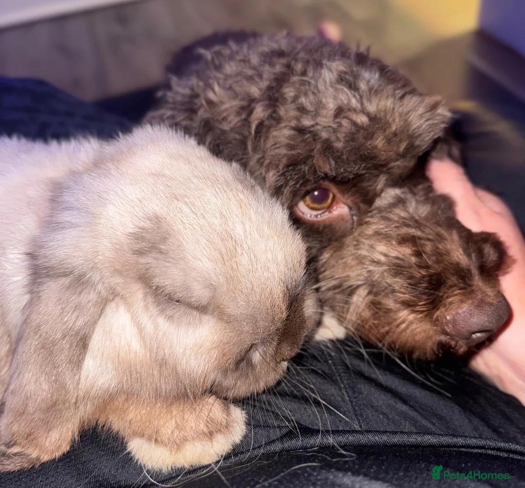 Mini Lop rabbits for sale: Looking for new home comes with cage - Advert 3
