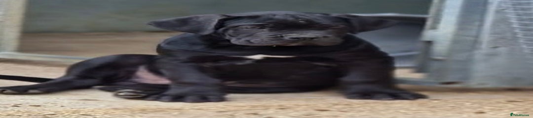 Cane Corso Puppy 3