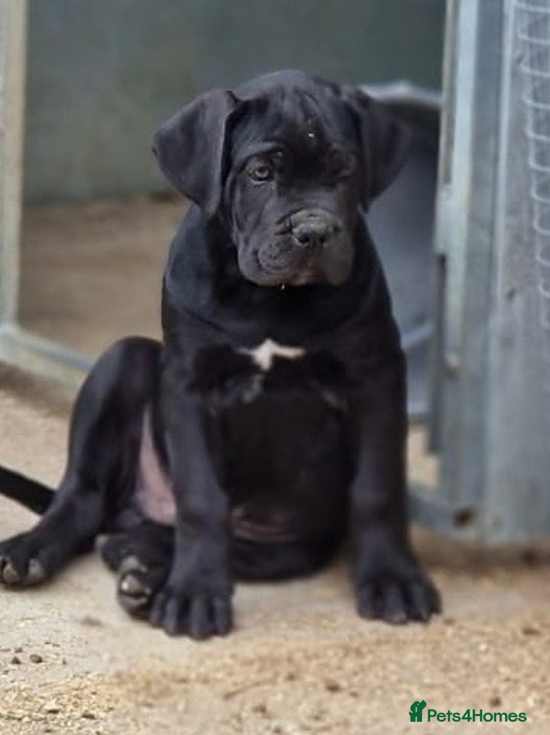 Cane Corso dogs for sale: Just one boy remaining  - Image 1
