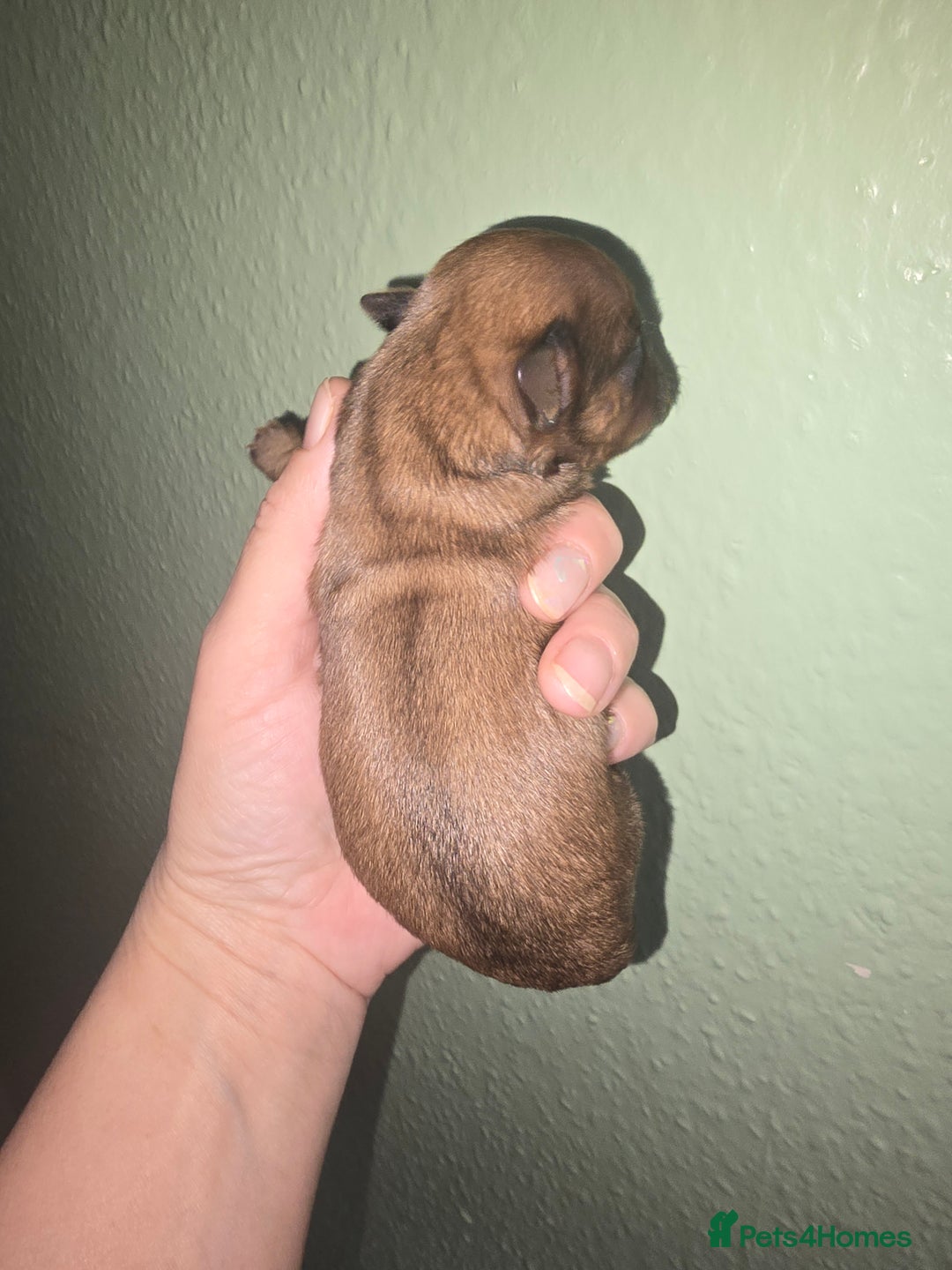 Yorkshire Terrier dogs for sale: wonderful puppies yorkshire terrier - Advert 7