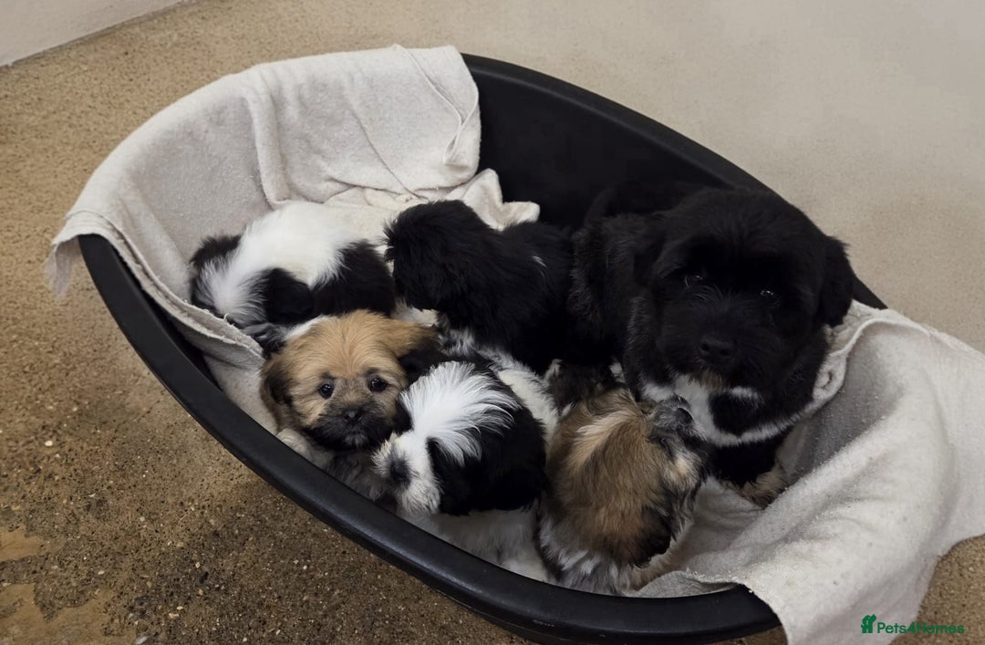 Lhasa Apso dogs for sale: Lhasa Apso Puppies - Advert 7