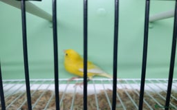 Canaries birds for sale: Canaries  - Image 19