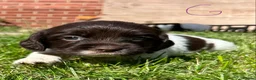 English Springer Spaniel dogs for sale: English Springer Spaniel, KC registered puppies - Advert 3