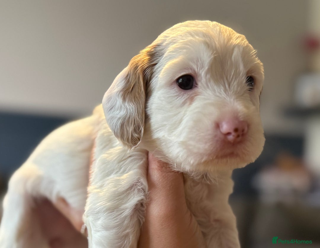 Cockapoo dogs for sale: Two gorgeous F2b Cockapoo girls left  - Advert 13