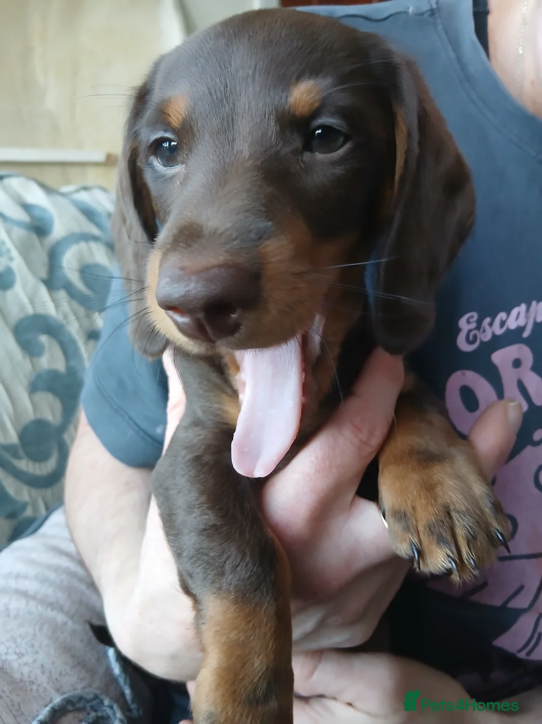 Dachshund dogs for sale: a beautiful litter of smooth haired dachshunds - Advert 18