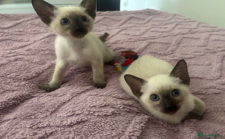 Siamese cats - Advert 1