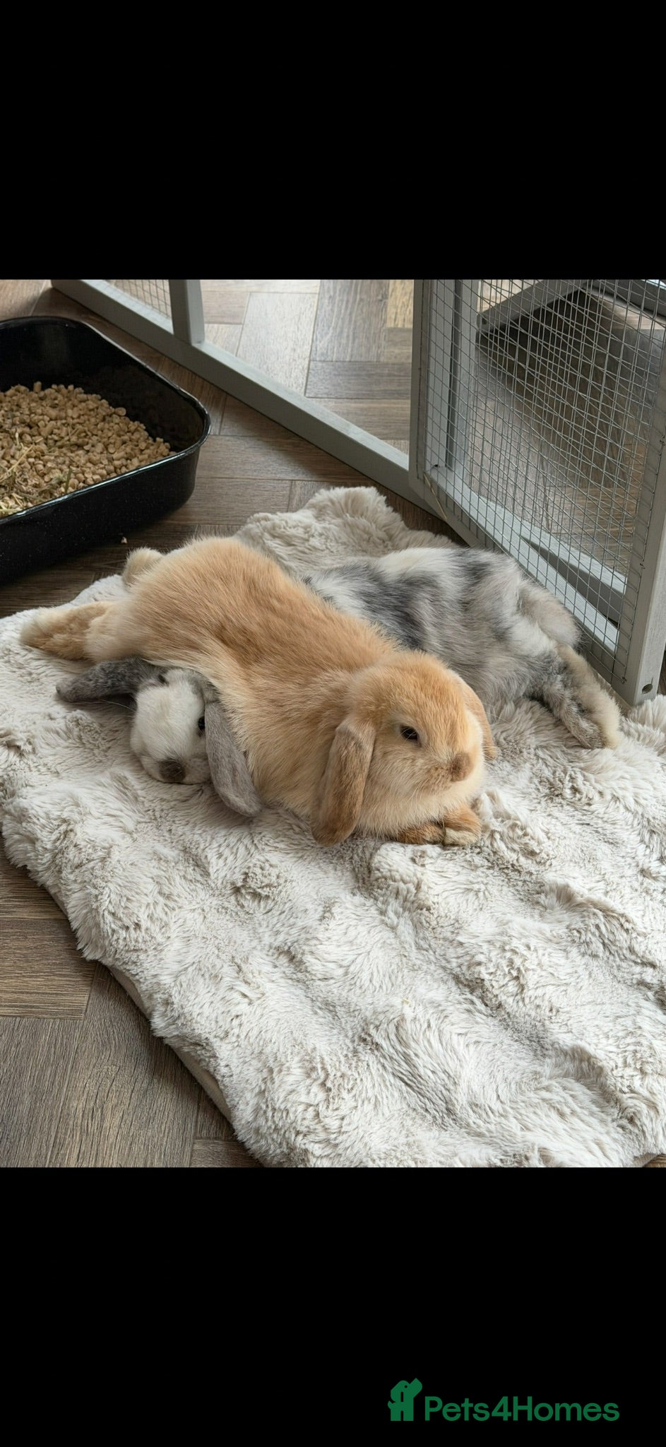 Mini Lop rabbits 2 Beautiful Mini Lop Rabbits with Premium Hutch - Advert 1