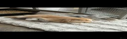 Mini Lop rabbits for sale: 2 Beautiful Mini Lop Rabbits with Premium Hutch - Advert 1