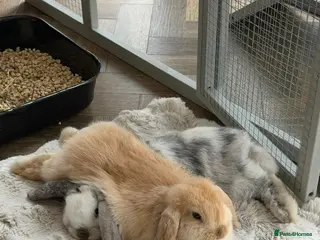 Mini Lop rabbits 2 Beautiful Mini Lop Rabbits with Premium Hutch - Advert 2