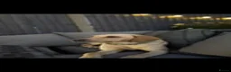 Labrador Retriever dogs for sale: KC Registered Labrador Puppies - Advert 2