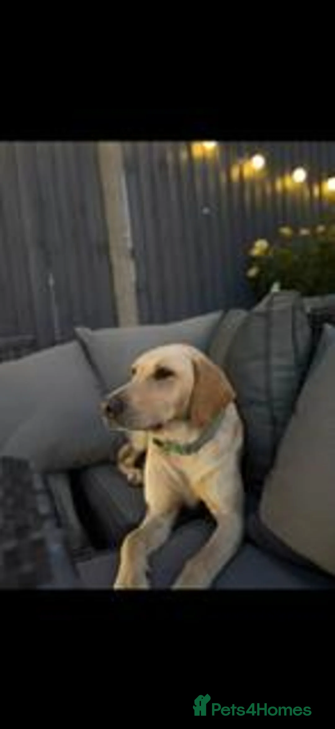 Labrador Retriever dogs for sale: KC Registered Labrador Puppies - Advert 2
