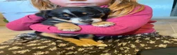 Borador dogs for sale: Borador pups with a bit of kelpie too! - Advert 6